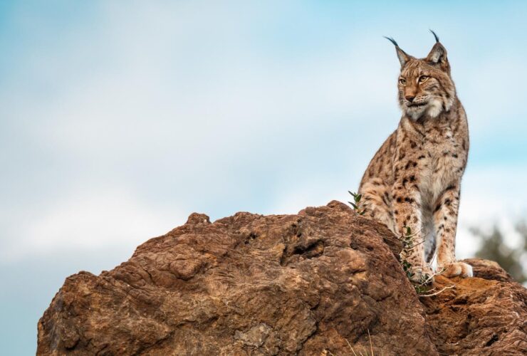Lince iberico en libertad