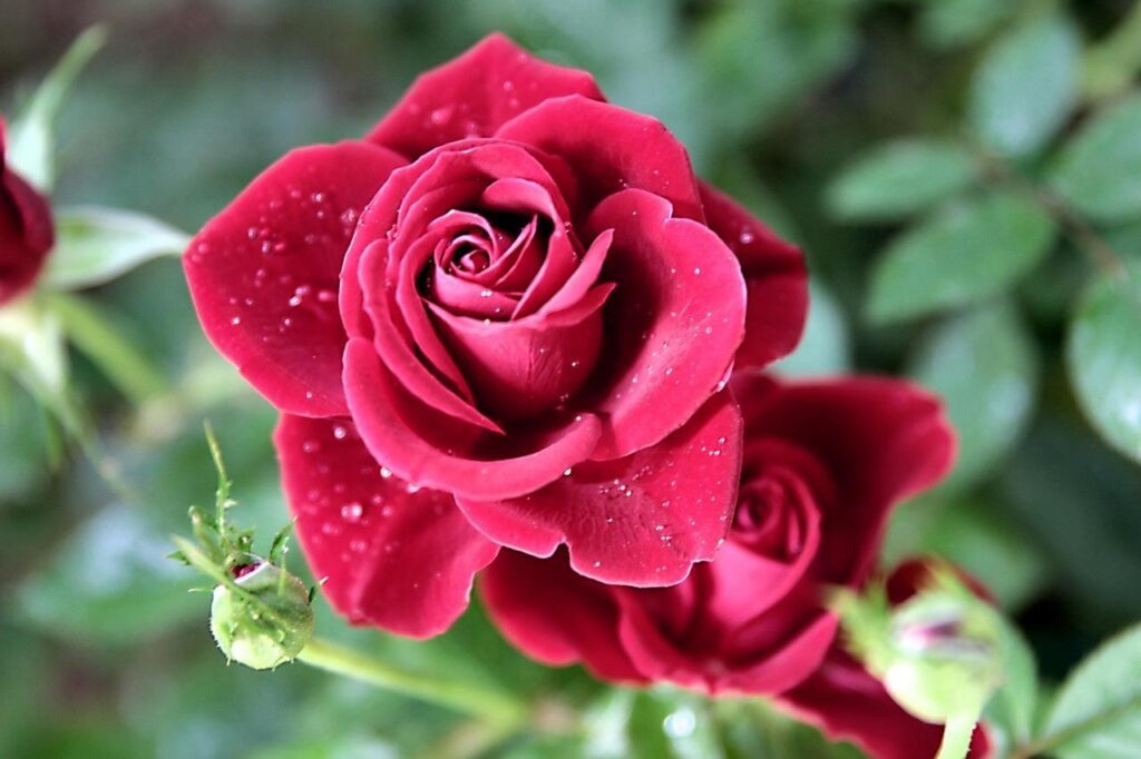 rose-5176605_1280.jpg